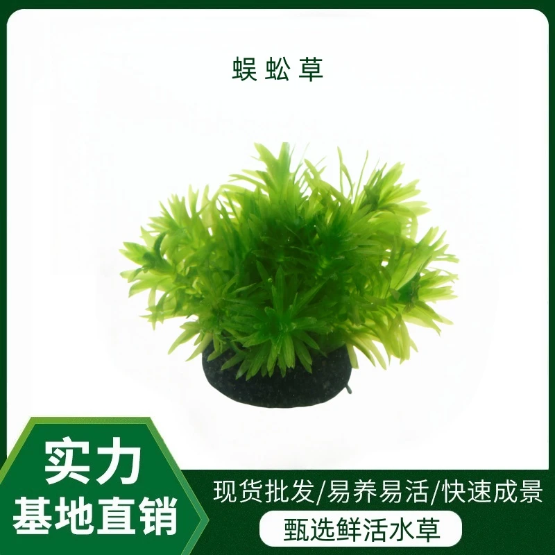 【蜈蚣草水草（拍1发2）】大坨超强净化水质释放大量氧气免CO2爆缸