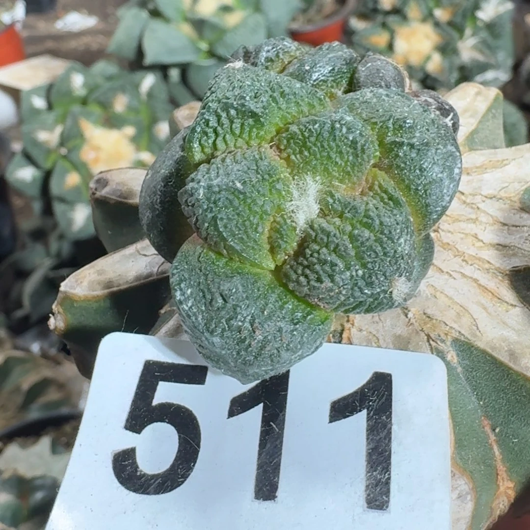 【闪购商品】祥**恒511连山302黑牡丹辛顿三颗