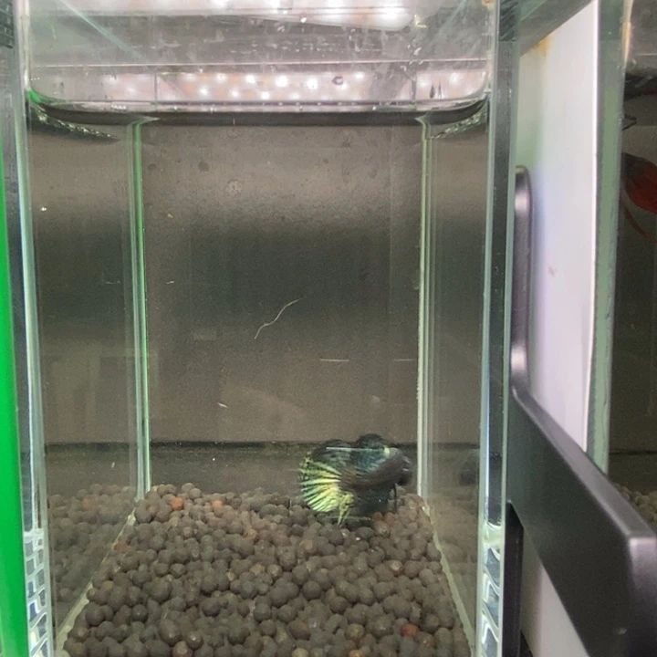 斗鱼泰国斗鱼507号