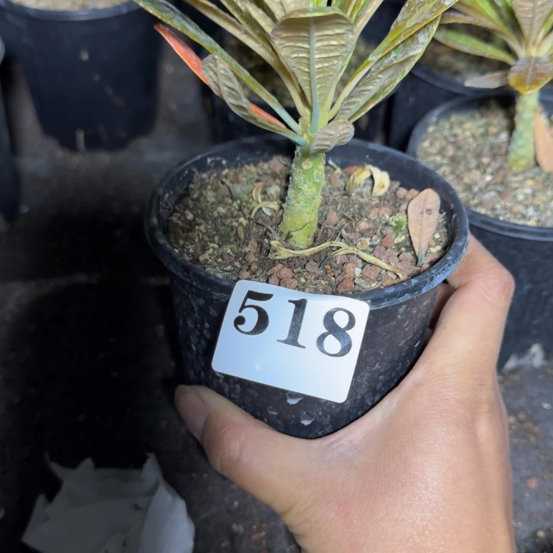 巨硫桑扦插量拍1棵多肉植物