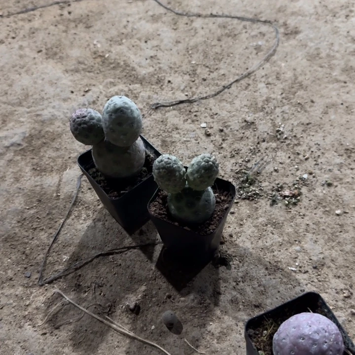 思****y两颗一起专拍仙人球