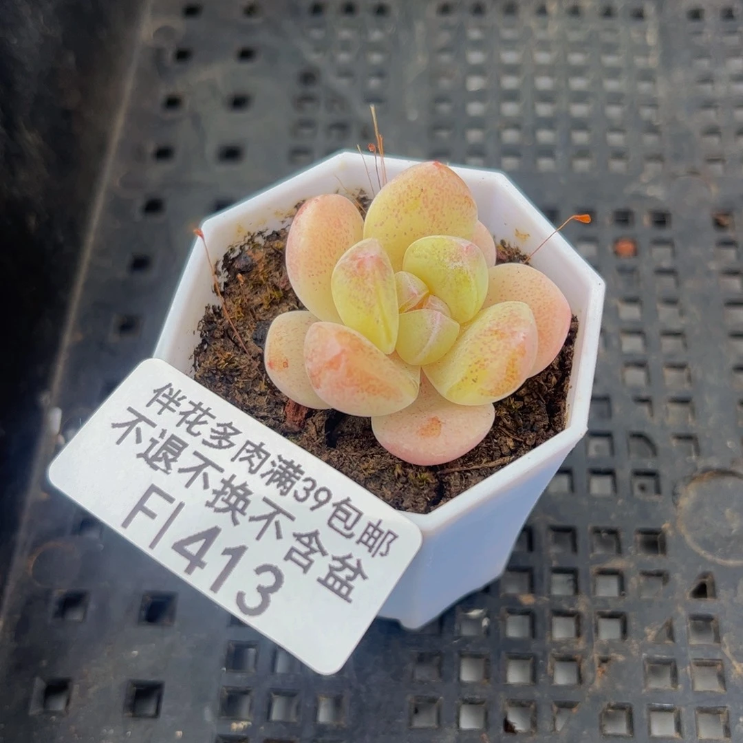 413-冰玉多肉3cm多肉