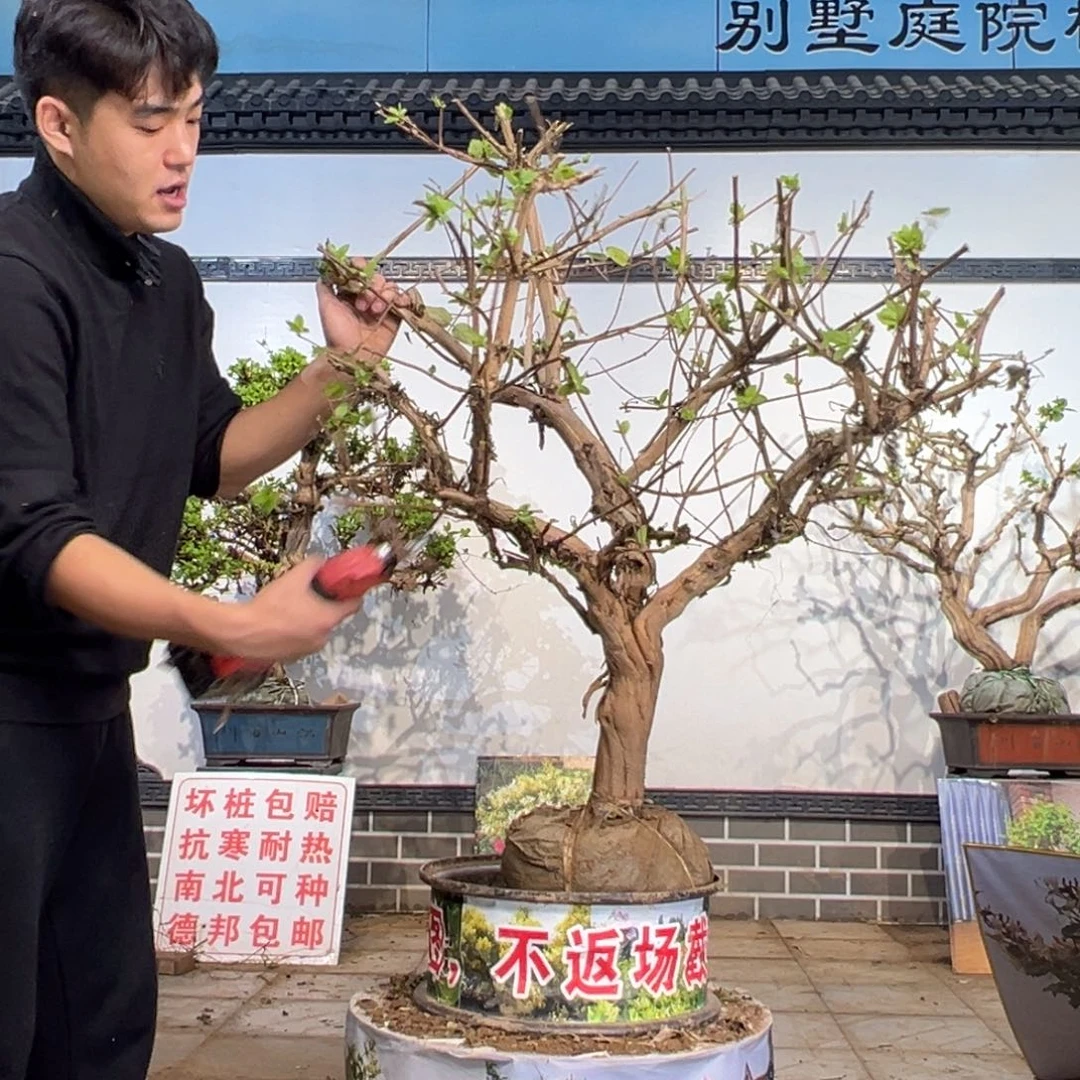 无花朵金银花1586358