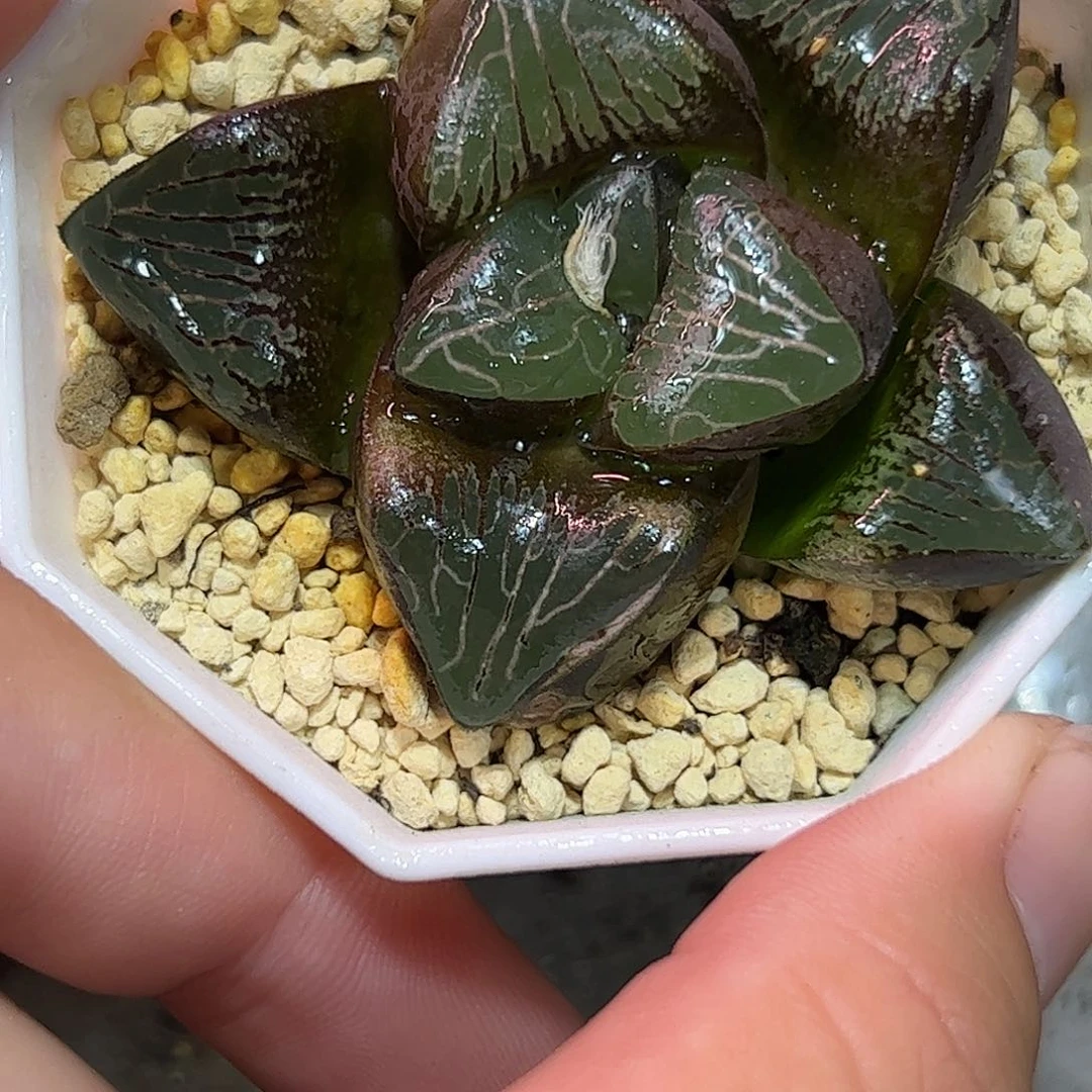 龙井巨大化十二卷多肉植物
