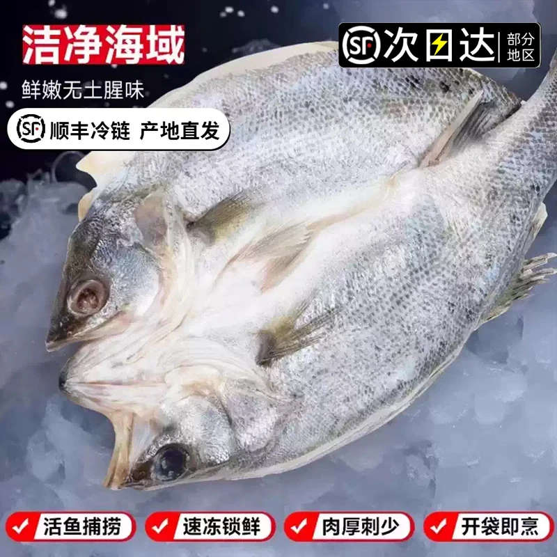 顺丰次日达【3/4条】【开背海鲈鱼】 海鲈鱼新鲜冷冻鲜活深海t