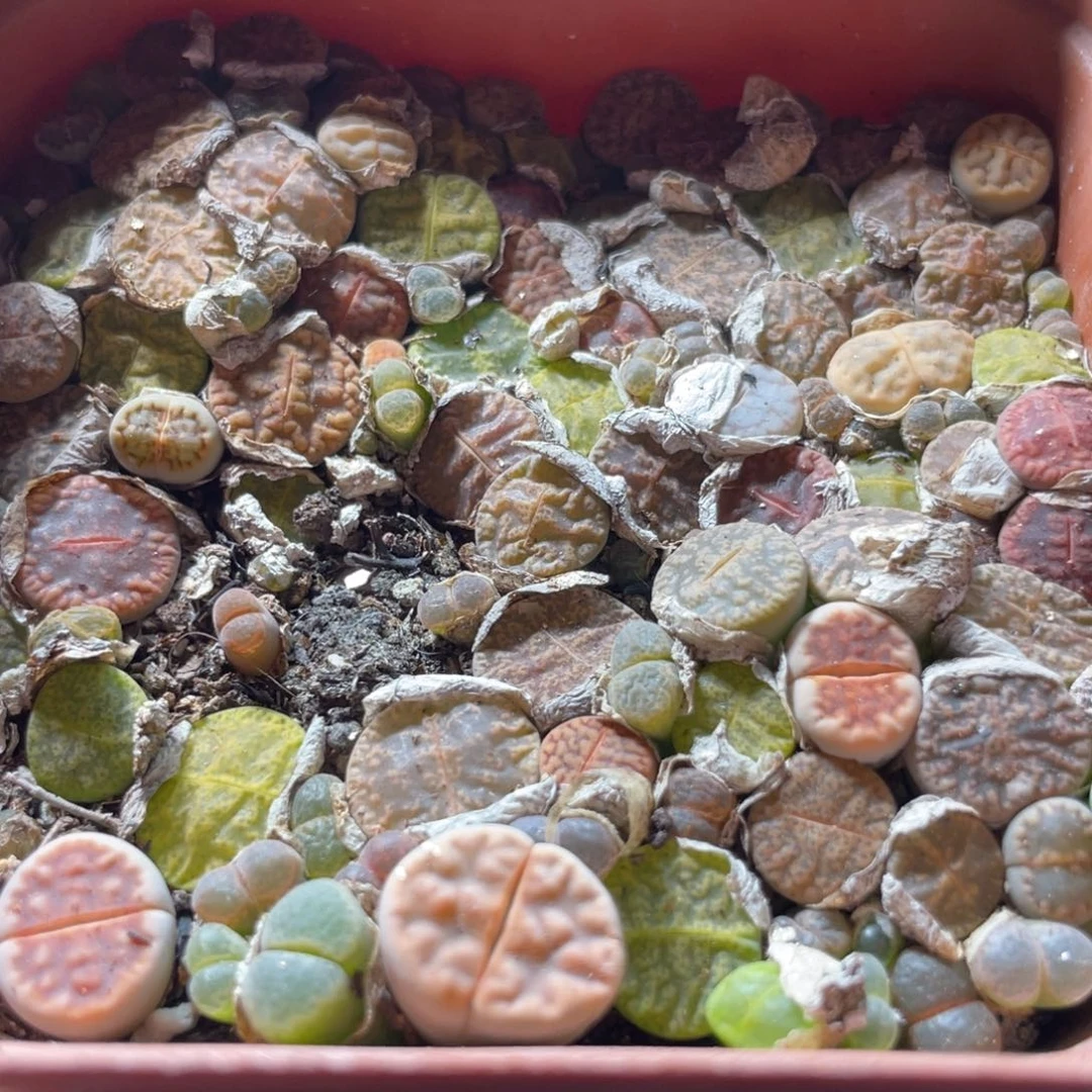 大盆特价一物一拍～33