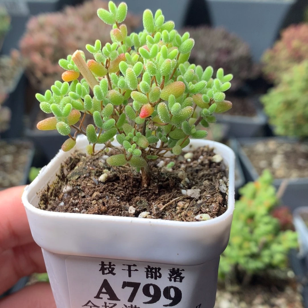 蜜桔799。