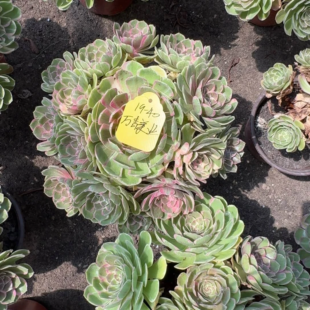 万***业法师丘比特发货19-40