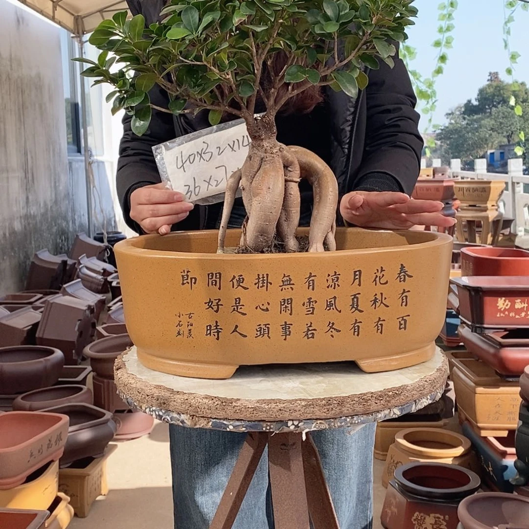紫砂花盆紫砂花盆