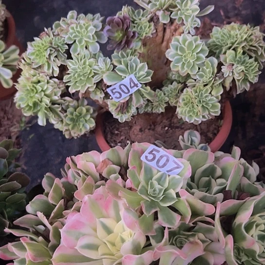 S***梅多肉植物两个法师