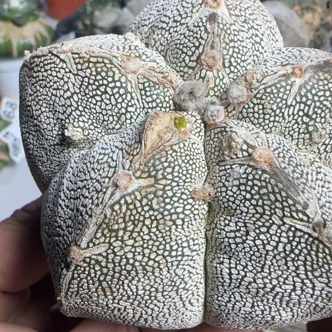 【闪购商品】得*矮胖嗯中610植物