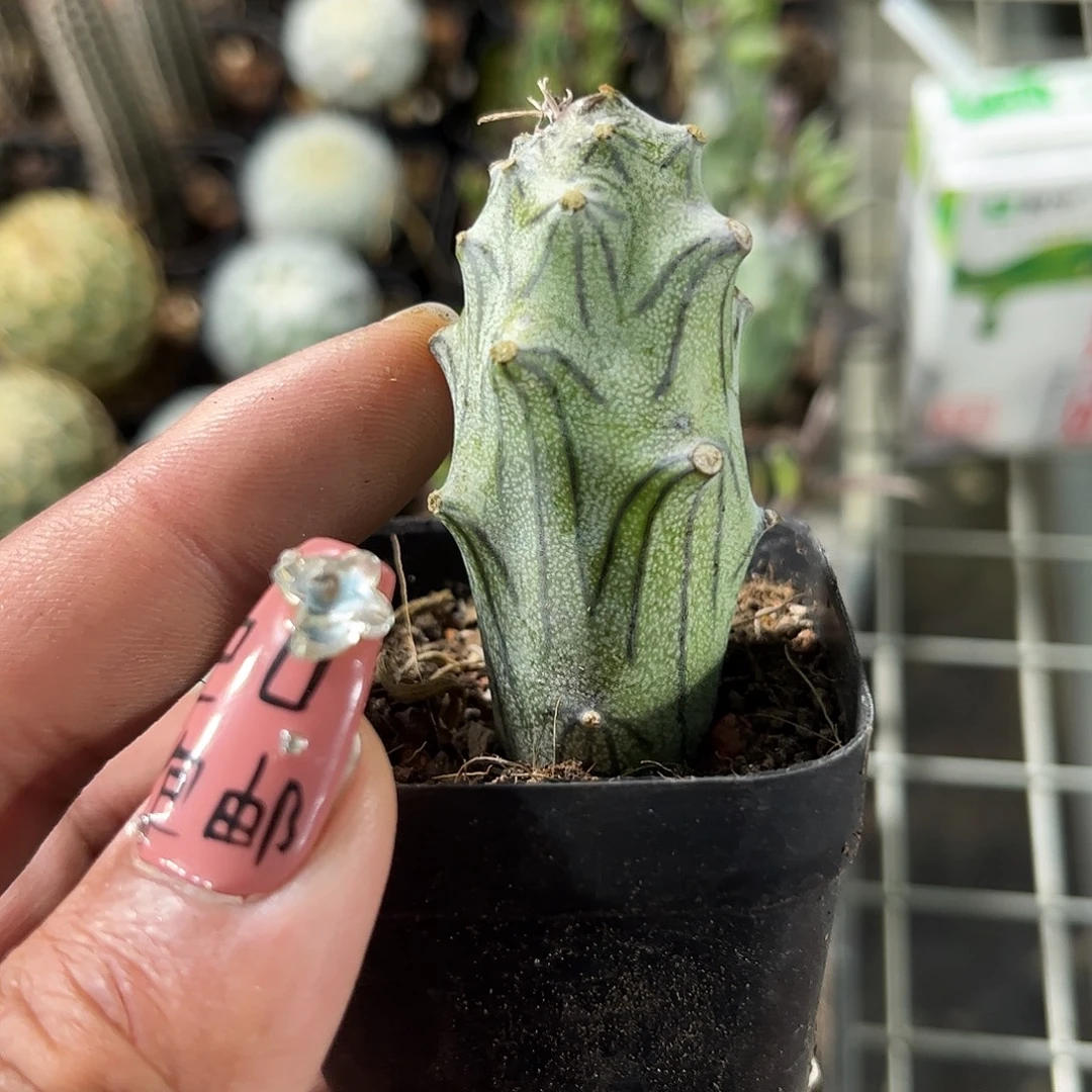 普西丽菊单头发货单头