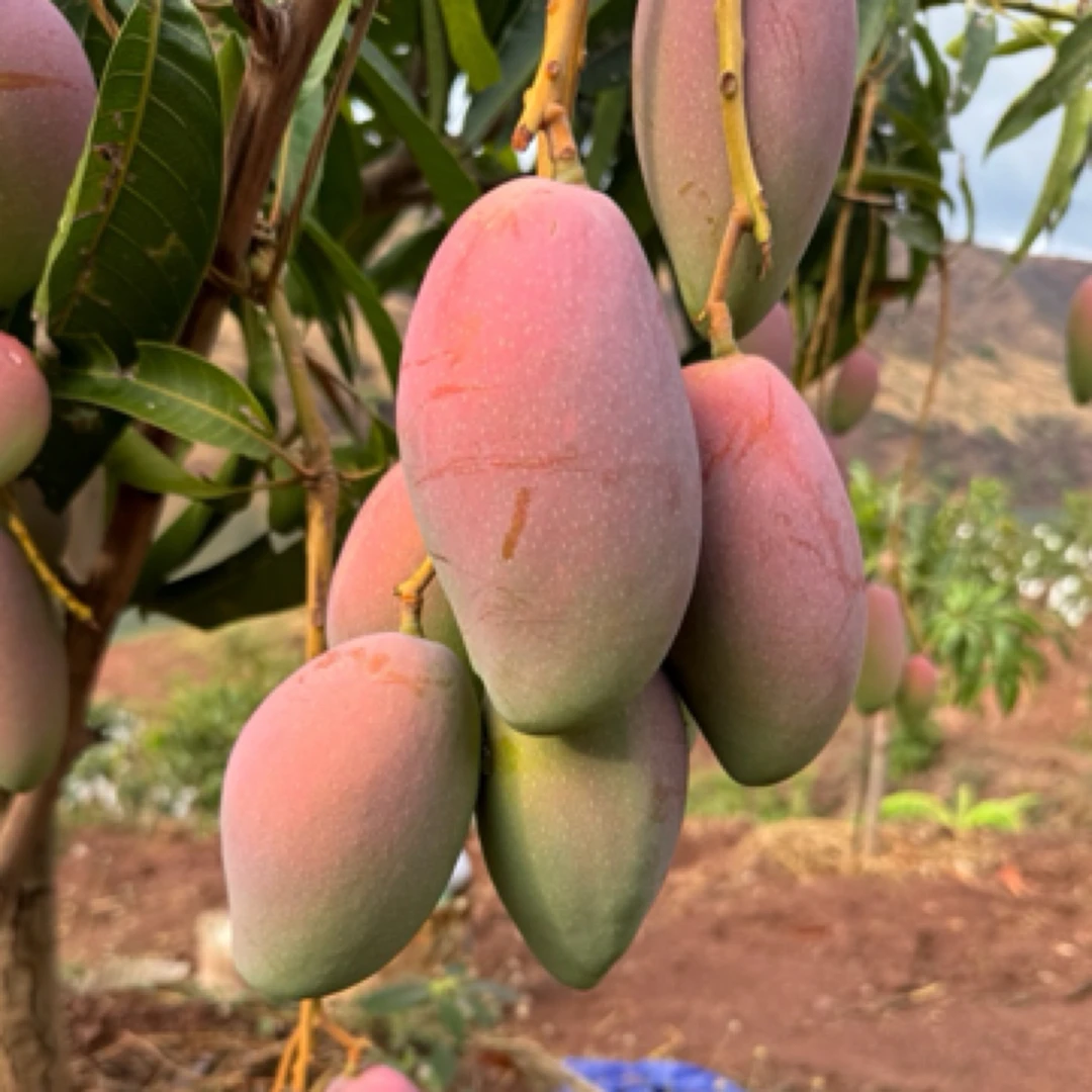 云南湾碧七彩贵妃芒水果新鲜采摘现摘现发香甜多汁 核小 皮薄肉厚