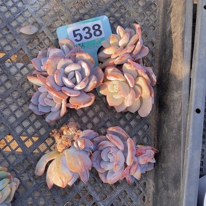 538韩版奶茶4颗瑕疵