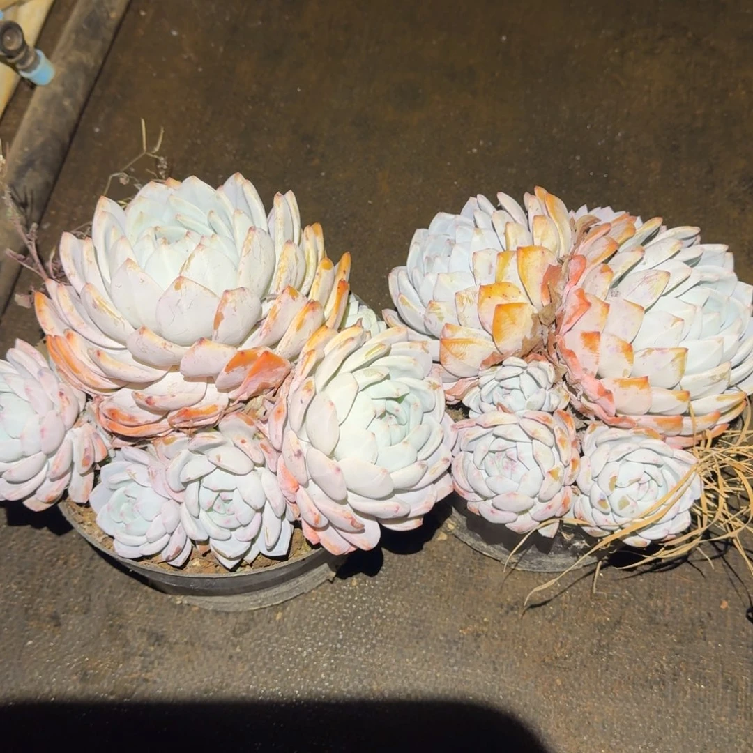 5号棚2个黑圆盆橙梦路群生