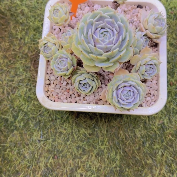 轻***ღ757多肉植物一物一拍
