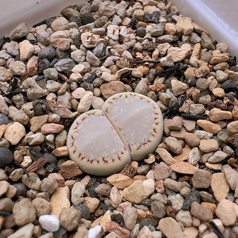 风*月2351糖霜饼干带盆土发货