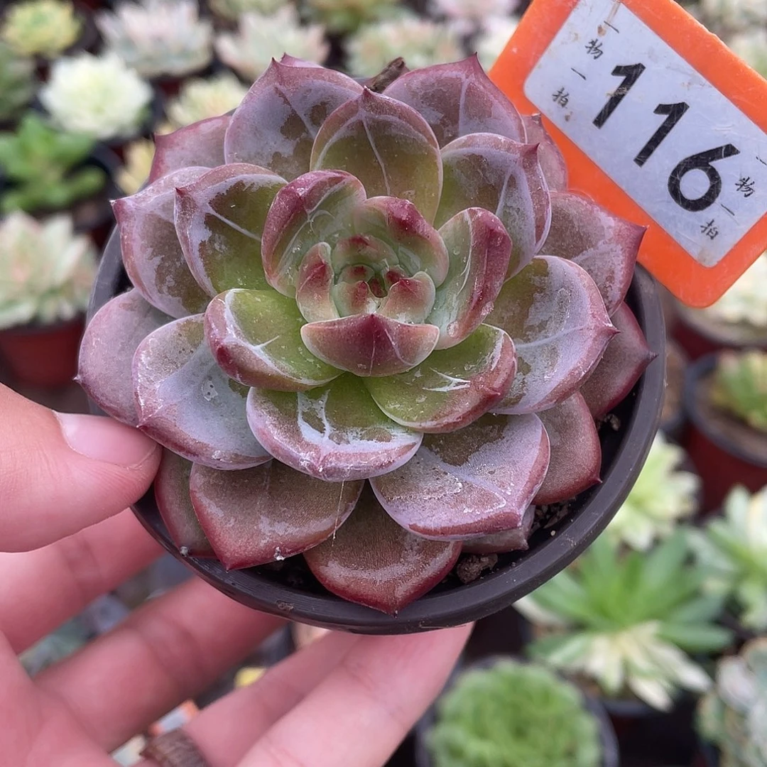 116夜魔侠多肉植物