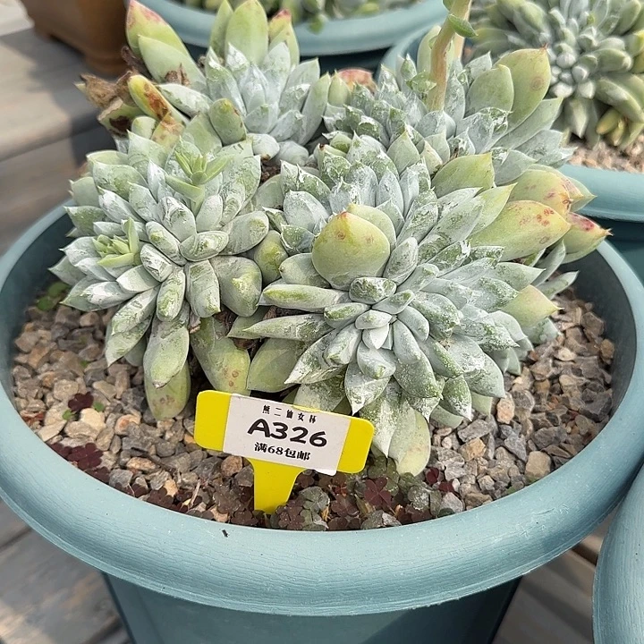 不***生多肉植物仙女杯A326