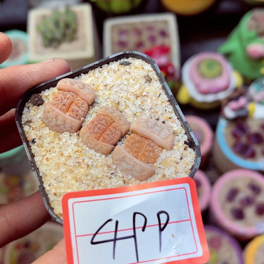 499生石花带盆发