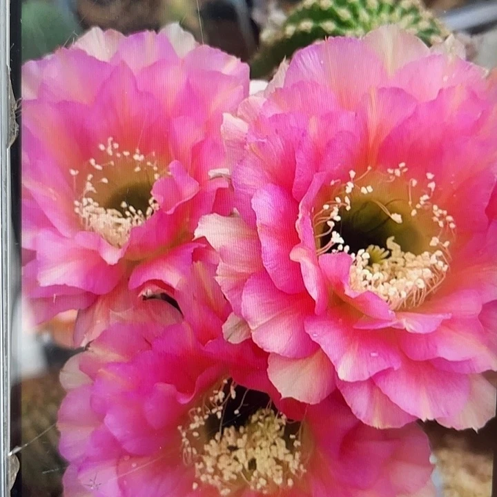 老5号2.5公分侧牙福利