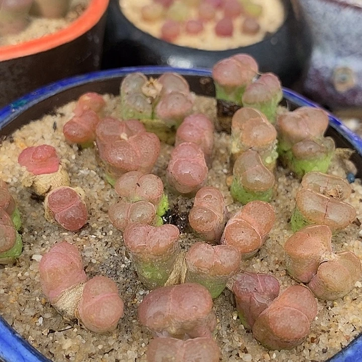 3544双头日本原株红风铃一颗