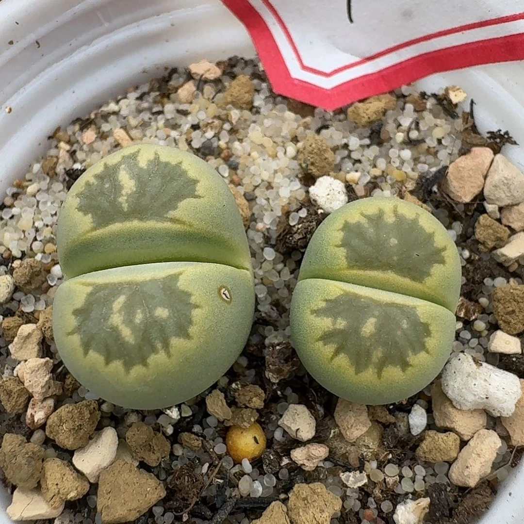 10多肉哈哈哈哥哥哥哥