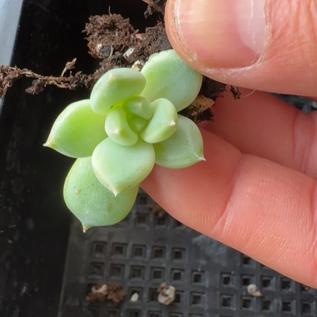 暗纹系美人小苗一颗量拍27-139