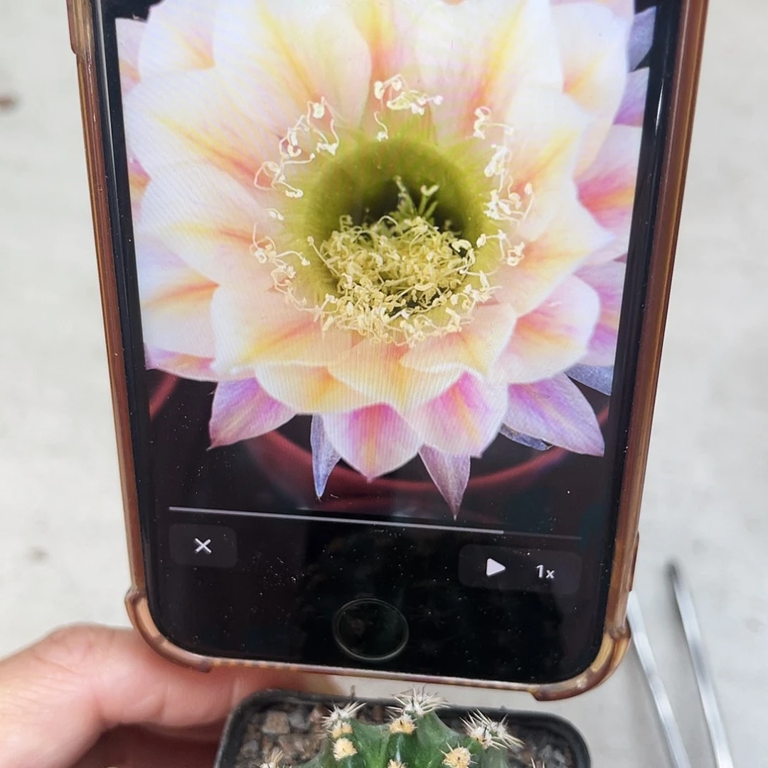 金刚血丝带根4公分左右