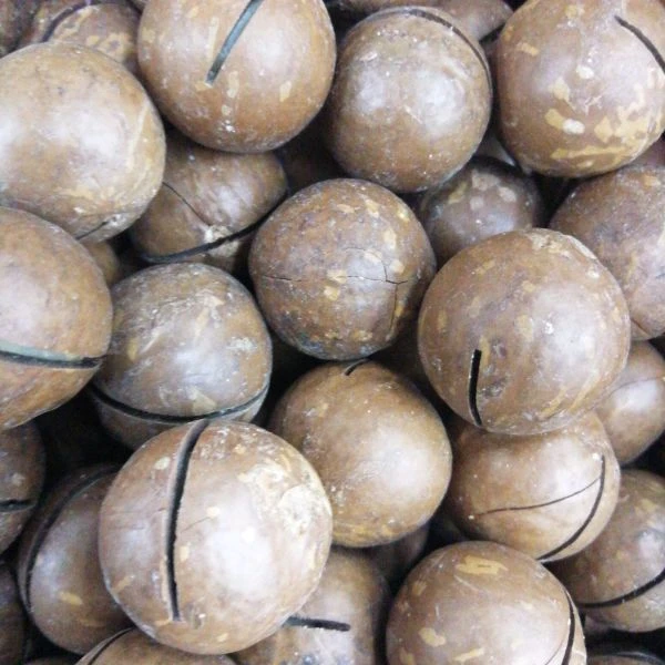 精品夏威夷果大果 500克（原味）