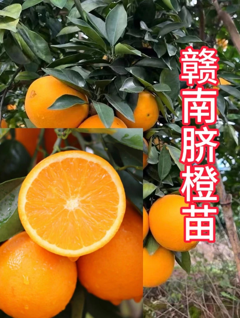 正宗赣南脐橙纽荷尔苗嫁接苗一年裸根苗原产地直发