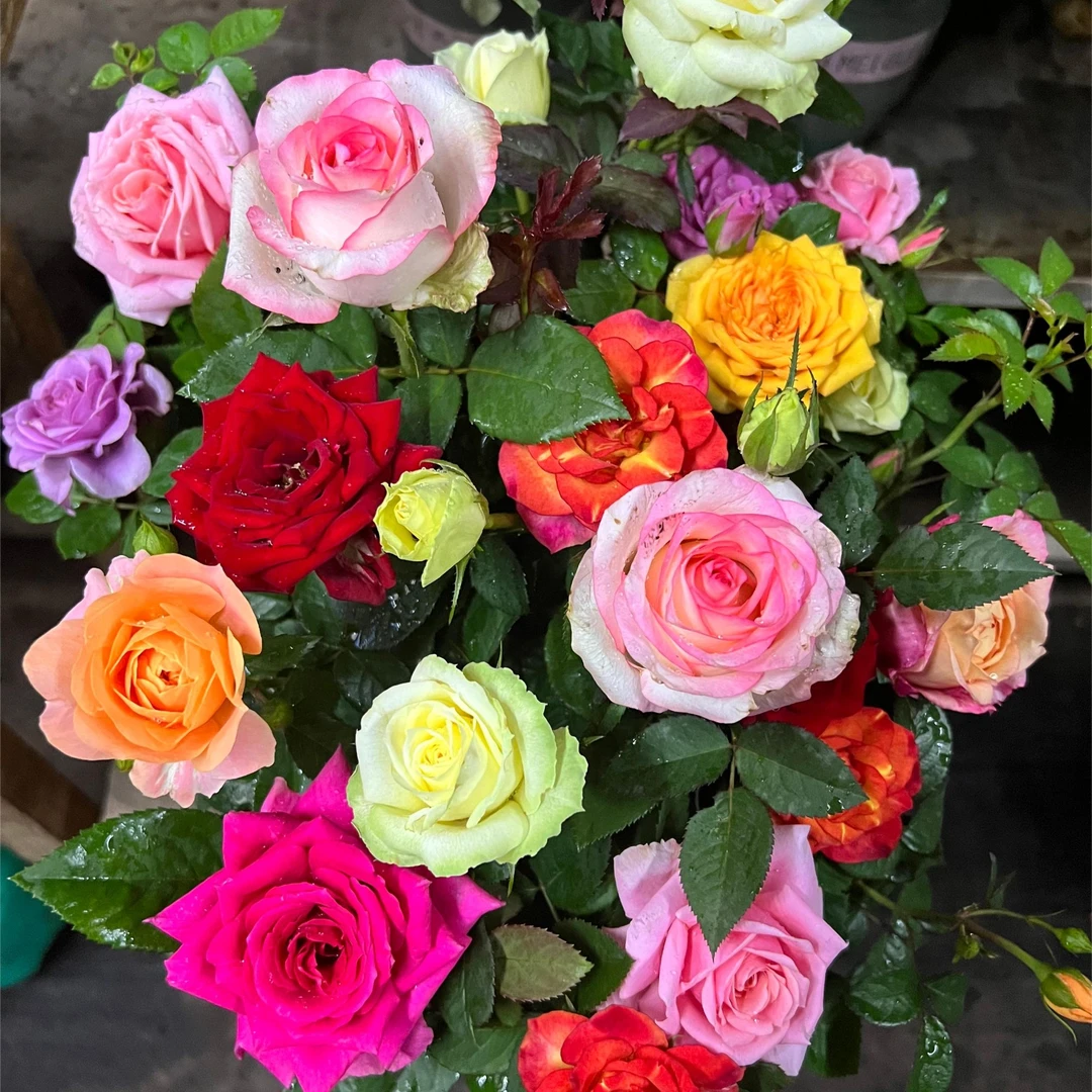 花花【多色月季】（多个品种多枝扦插）阳台庭院四季开花花卉盆栽