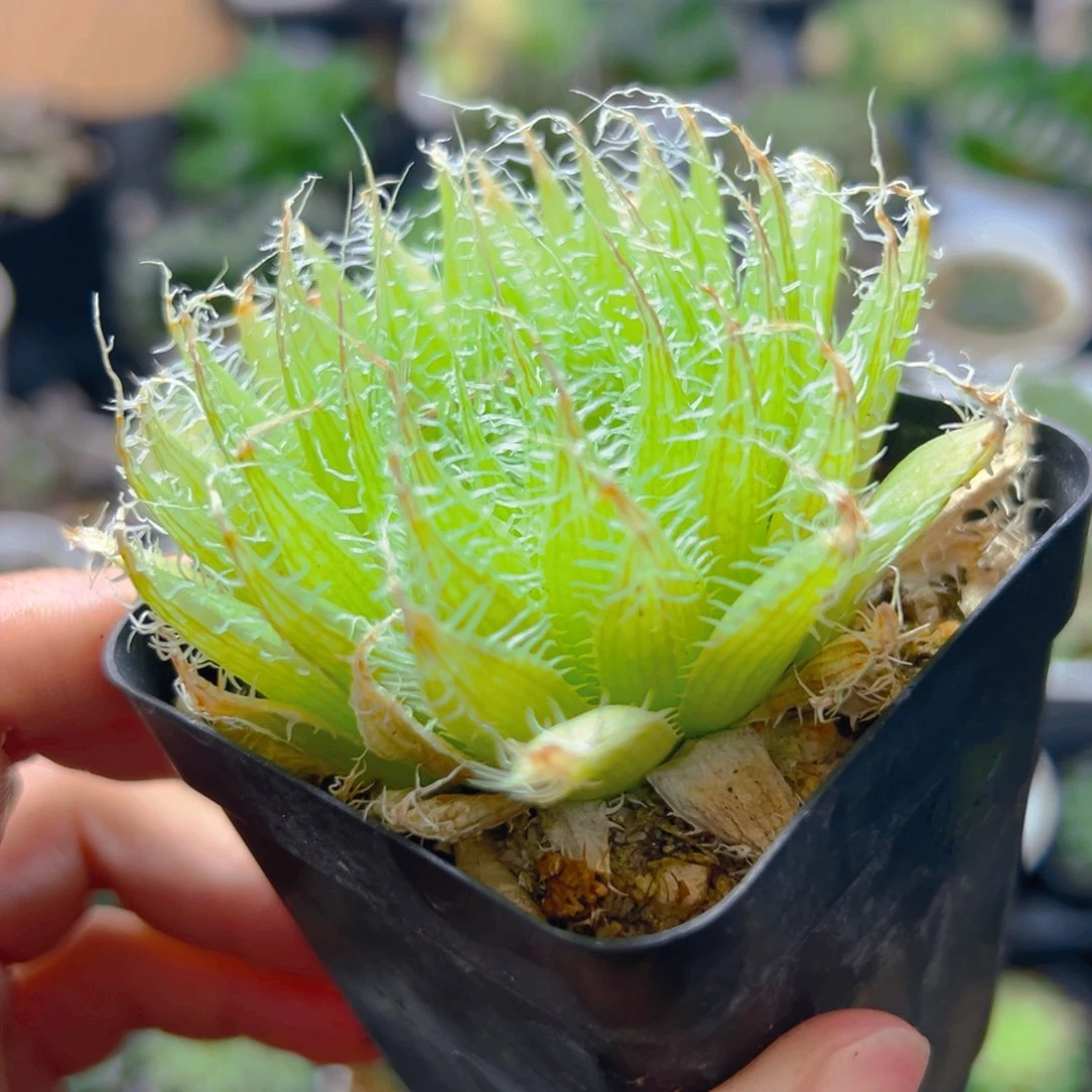 实生钢丝球玉露多肉1