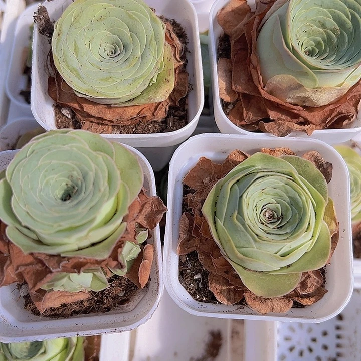 小情书组合4盆多肉植物