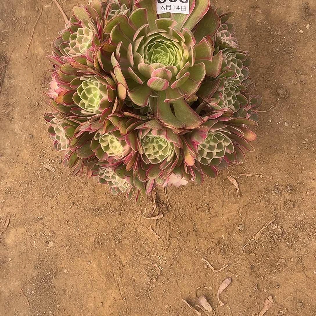 岚****6.14-8孔雀翎多肉植物3