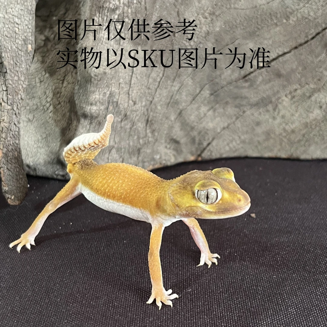 『鳞与尾』瘤尾守宫蜥蜴活体守宫