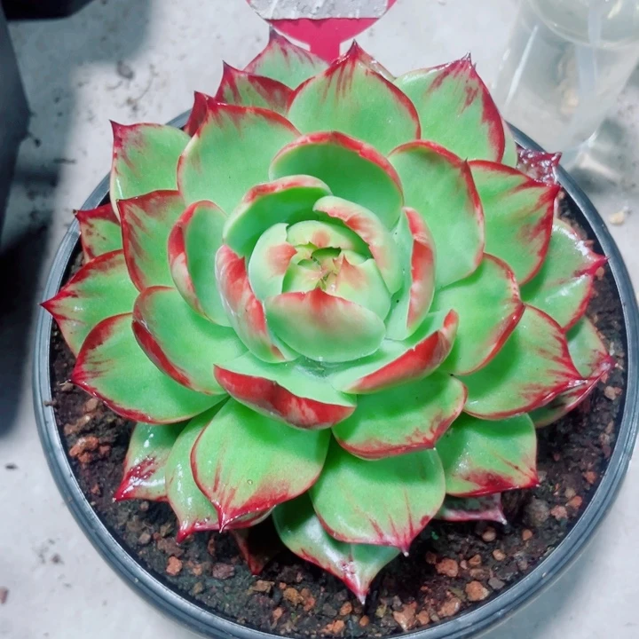 㞮***孞惊鸿仙子多肉植物34
