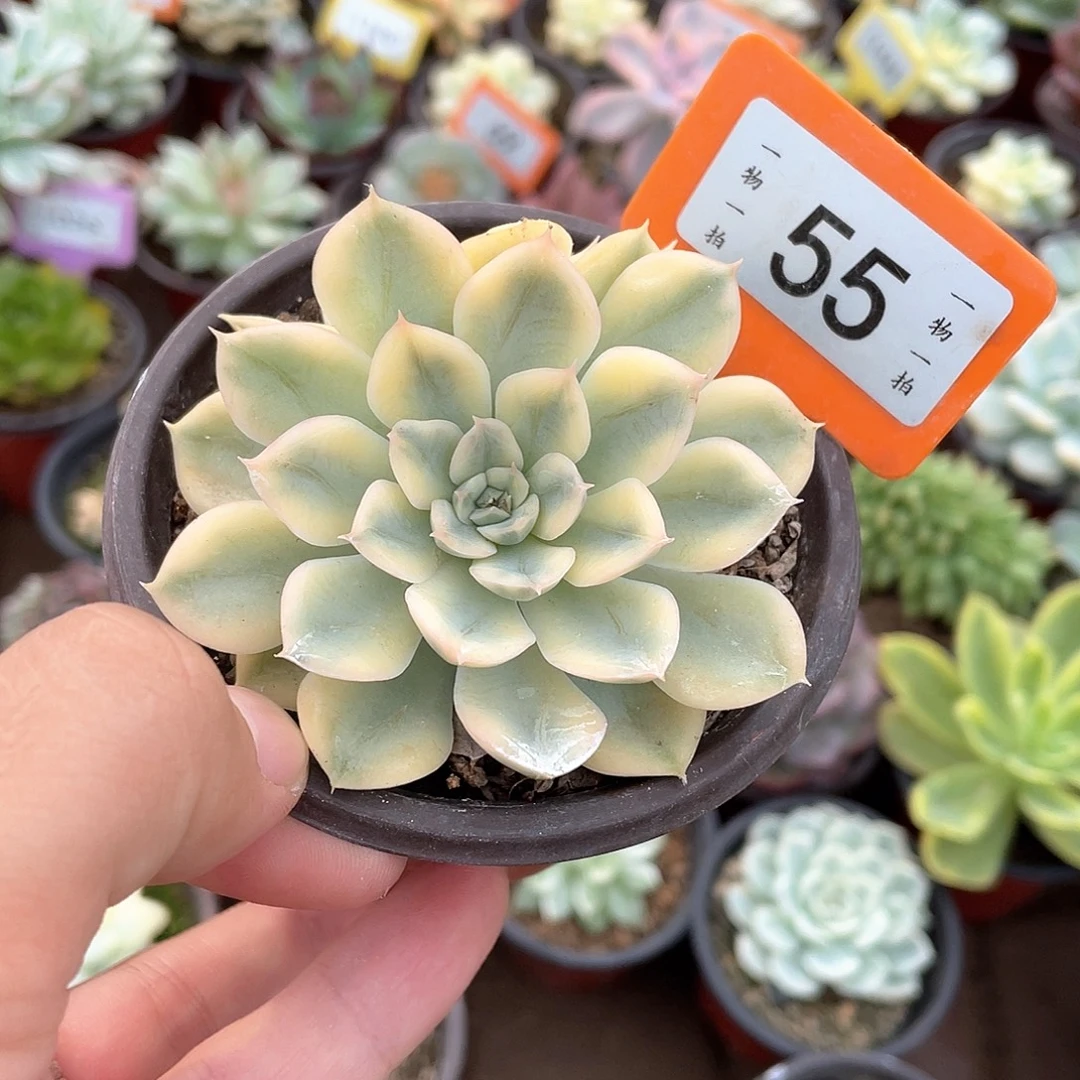 时***切55号多肉植物盆栽