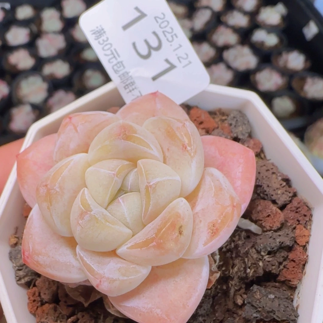 白体冰玉一颗脱土发货