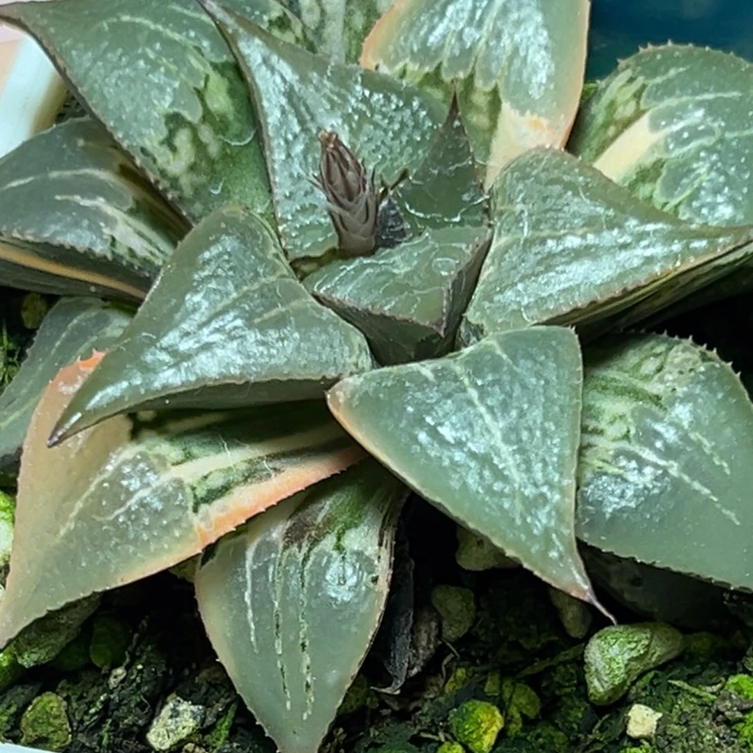 恭喜发财大吉大利0076