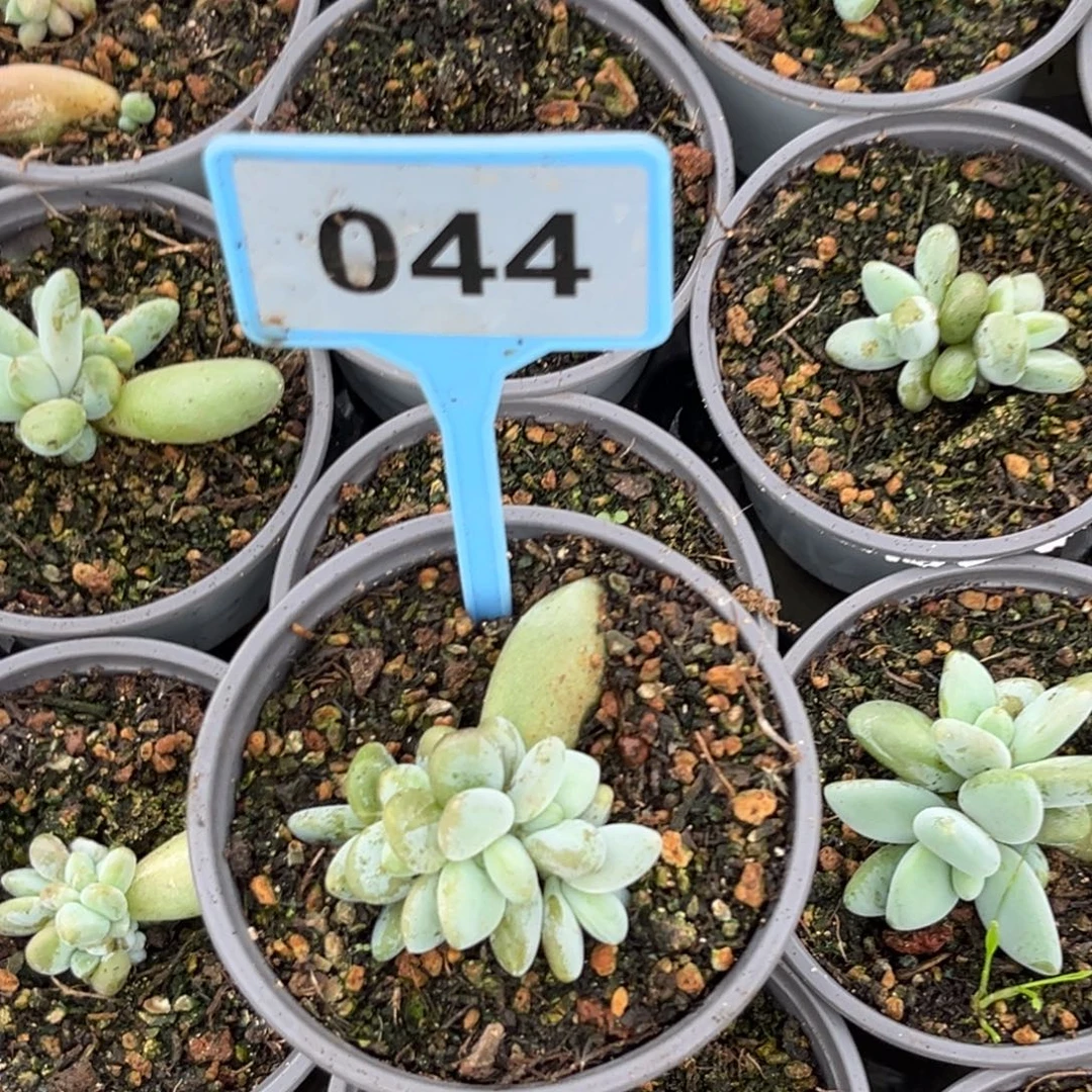 毛***雨多肉植物企鹅群044