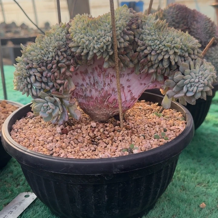 星影树缀无砍叶插