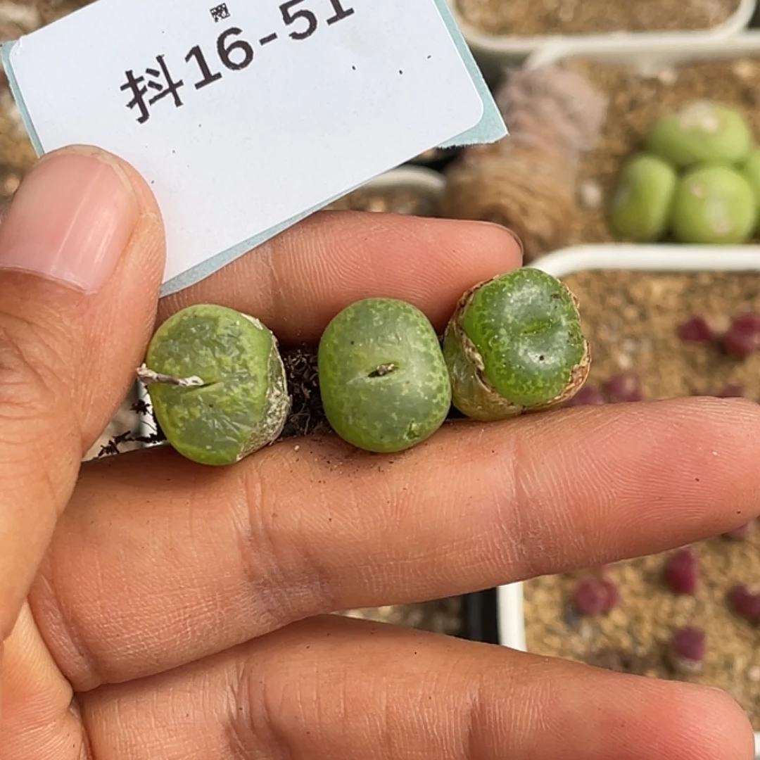 咕***?16-51肉锥多肉植物