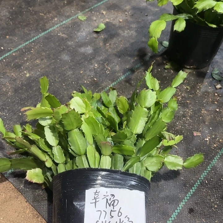 当前无花栽培后可以开花
