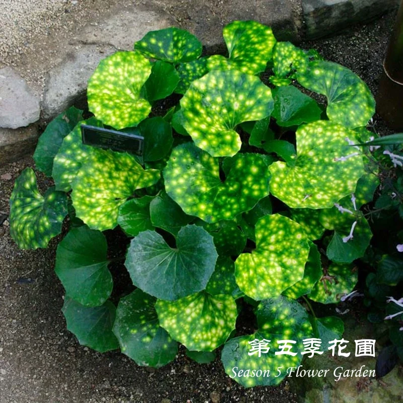 第五季花圃 大吴风草‘萤火虫之光’ 多年生 常绿观叶植物 盆栽花苗