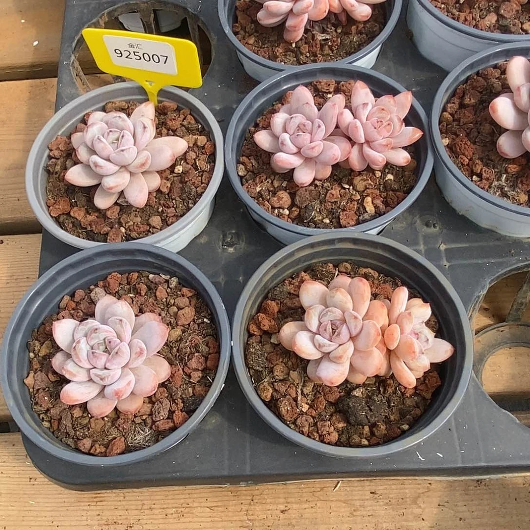 金汇园艺，925007星星雪单双混发