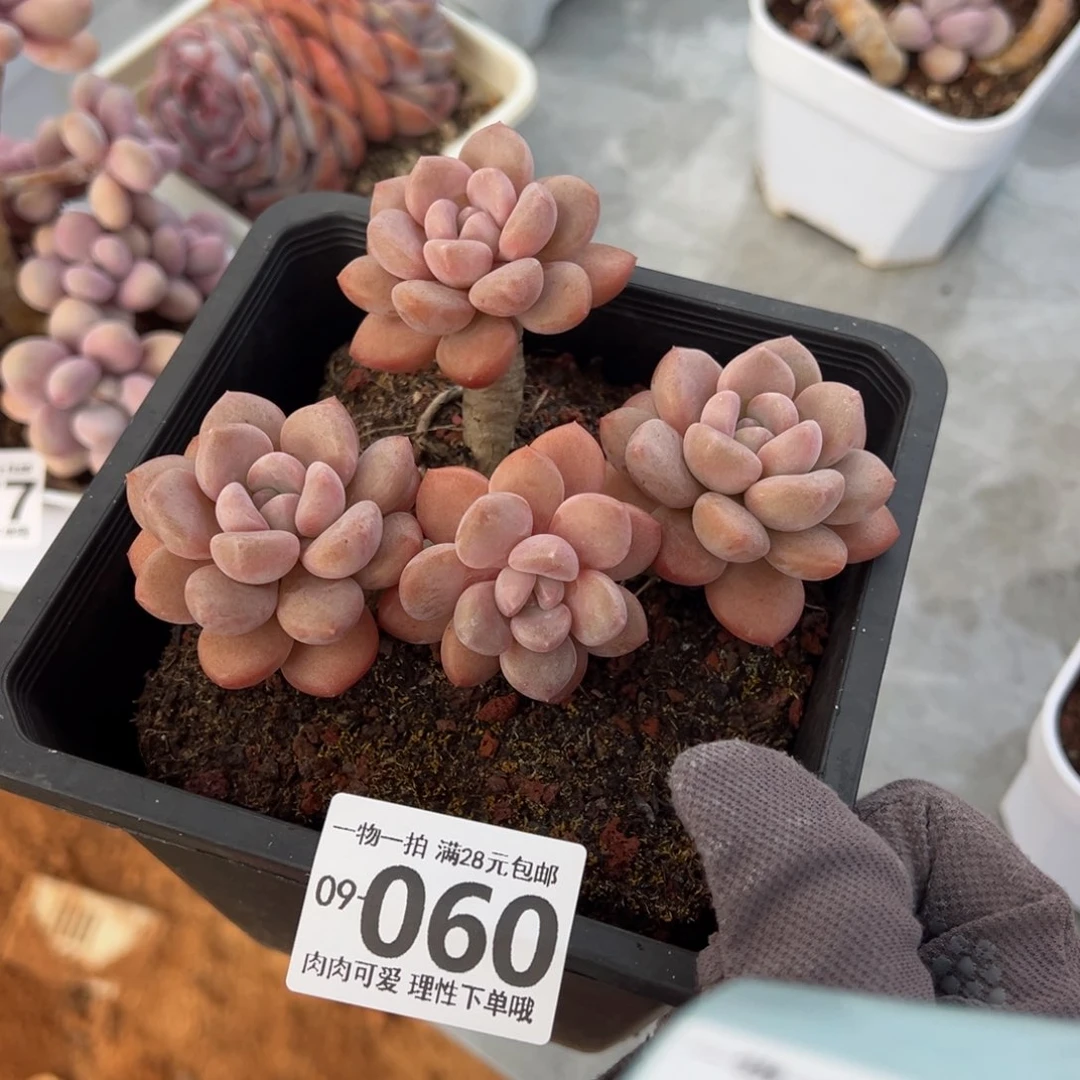 白鹭多肉多肉多肉多