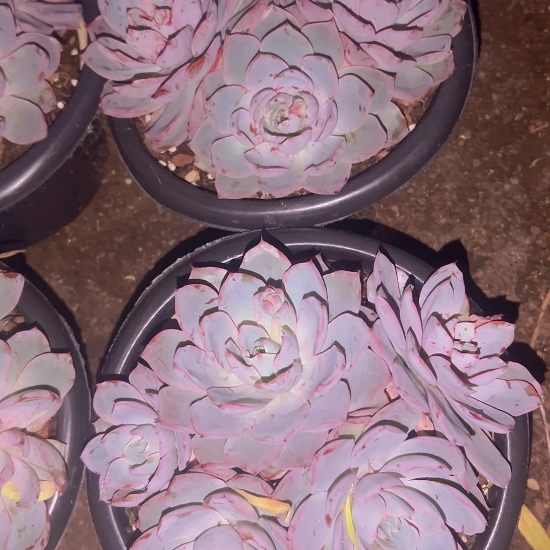 大赫拉9.99一盆花花