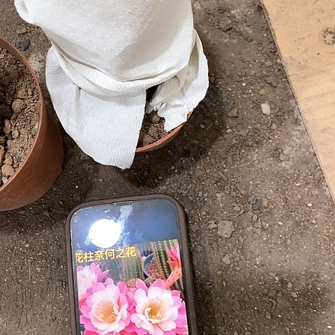 奈何毛花，高10公分左右