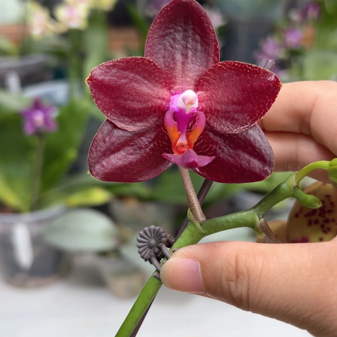 大部分开放少量花苞弥陀国王